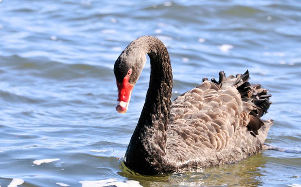 Black Swan Lakeside Boutique Hotel Rotorua Exteriér fotografie